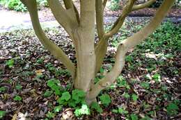 Image of Crapnell's Camellia