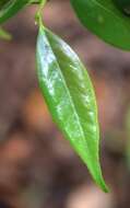 Image of Camellia cuspidata Hort.