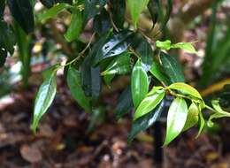 Image of Camellia cuspidata Hort.