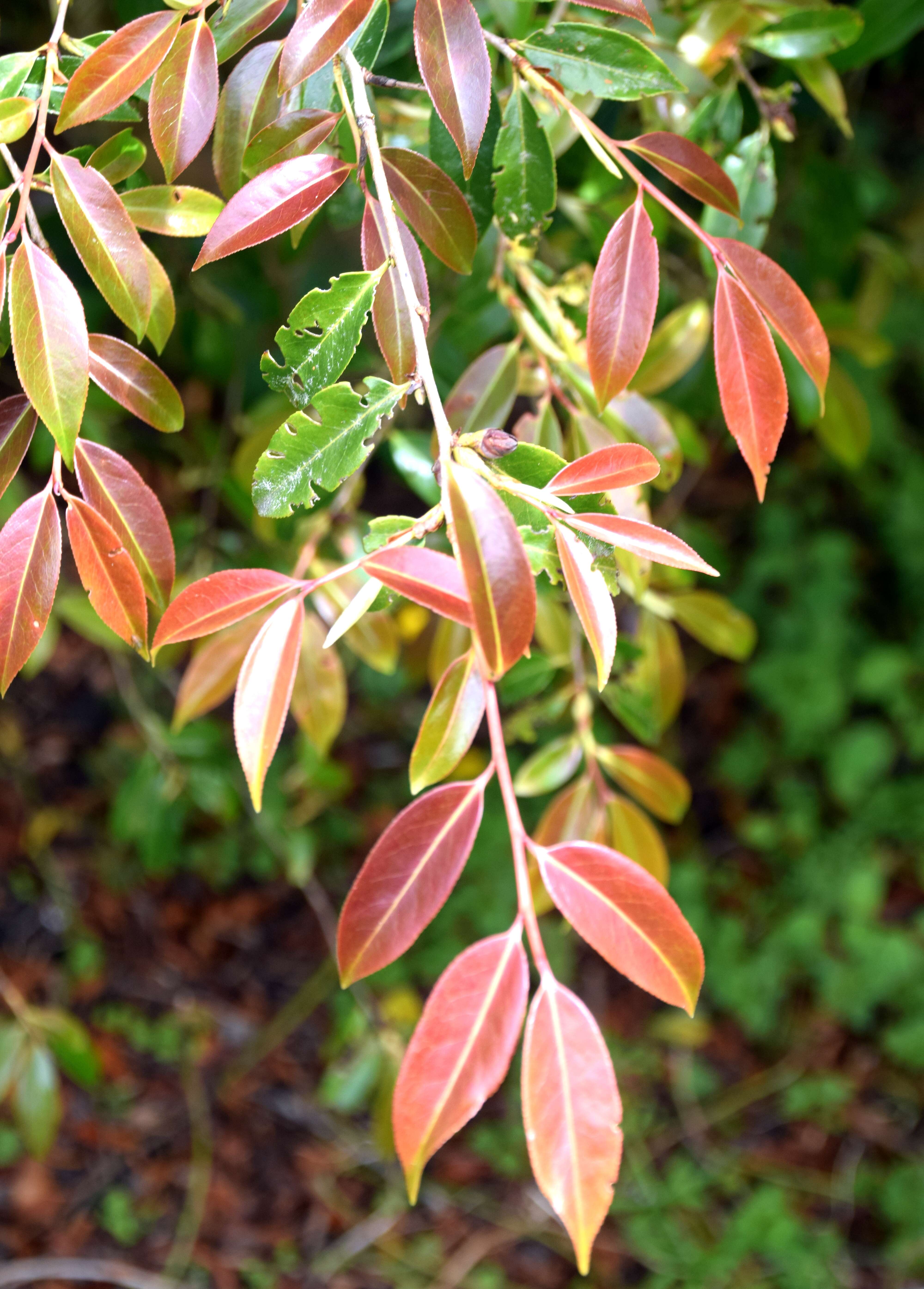 Image of Camellia cuspidata Hort.