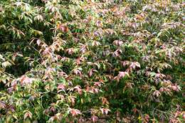 Image of Camellia cuspidata Hort.