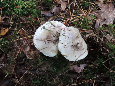 Image of Tricholoma argenteum Ovrebo 1989