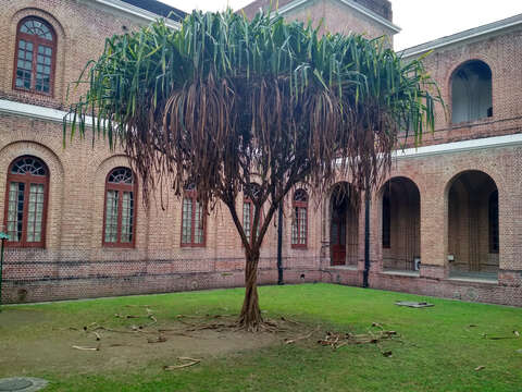 Image of pandanus