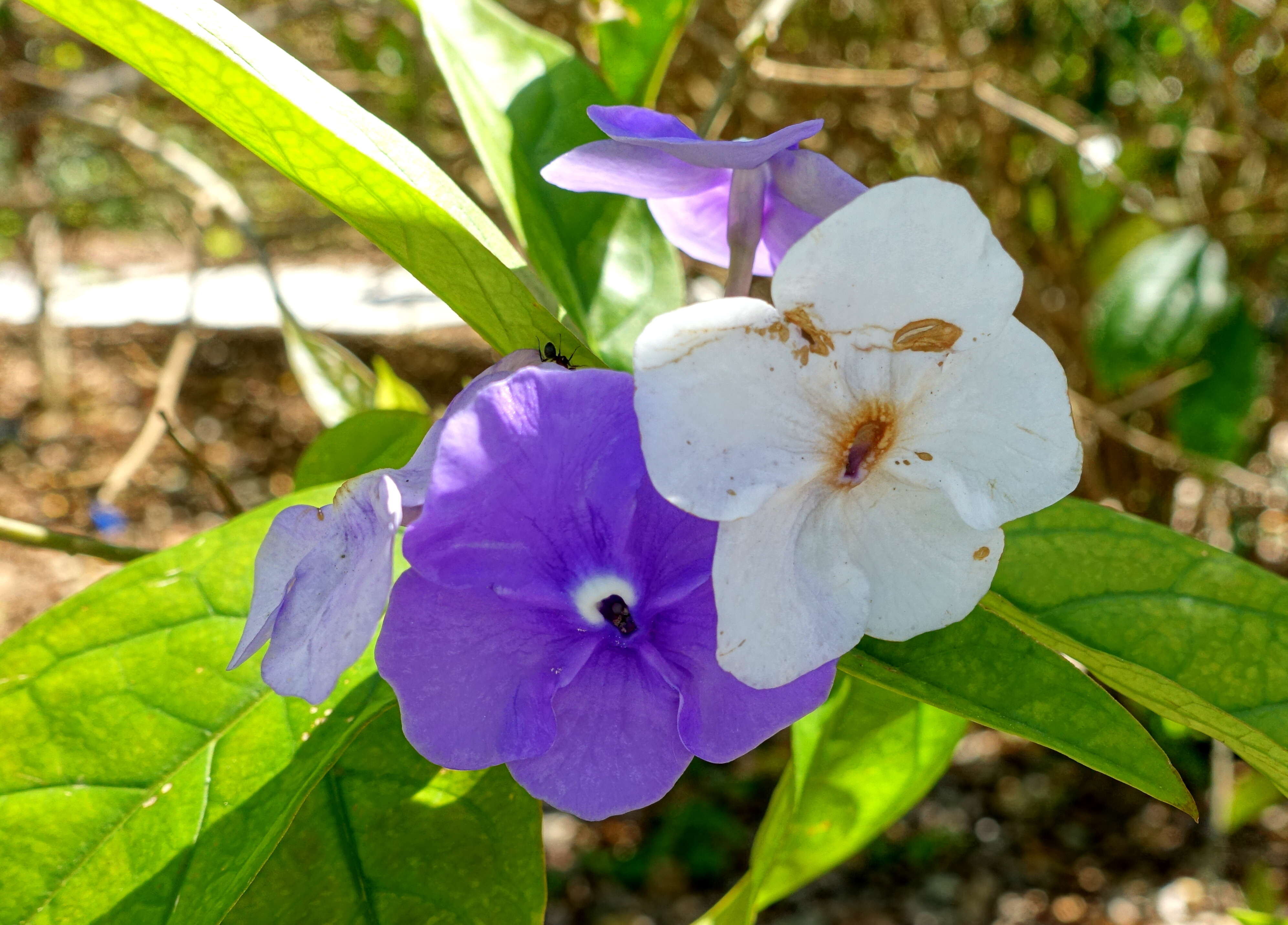 Image de Brunfelsia grandiflora D. Don