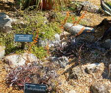 Слика од Dyckia platyphylla L. B. Sm.