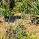 صورة Dyckia microcalyx Baker