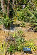 Image of Dyckia microcalyx Baker