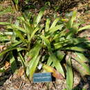 Neoregelia pascoaliana L. B. Sm.的圖片