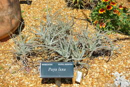 Image of Puya laxa L. B. Sm.