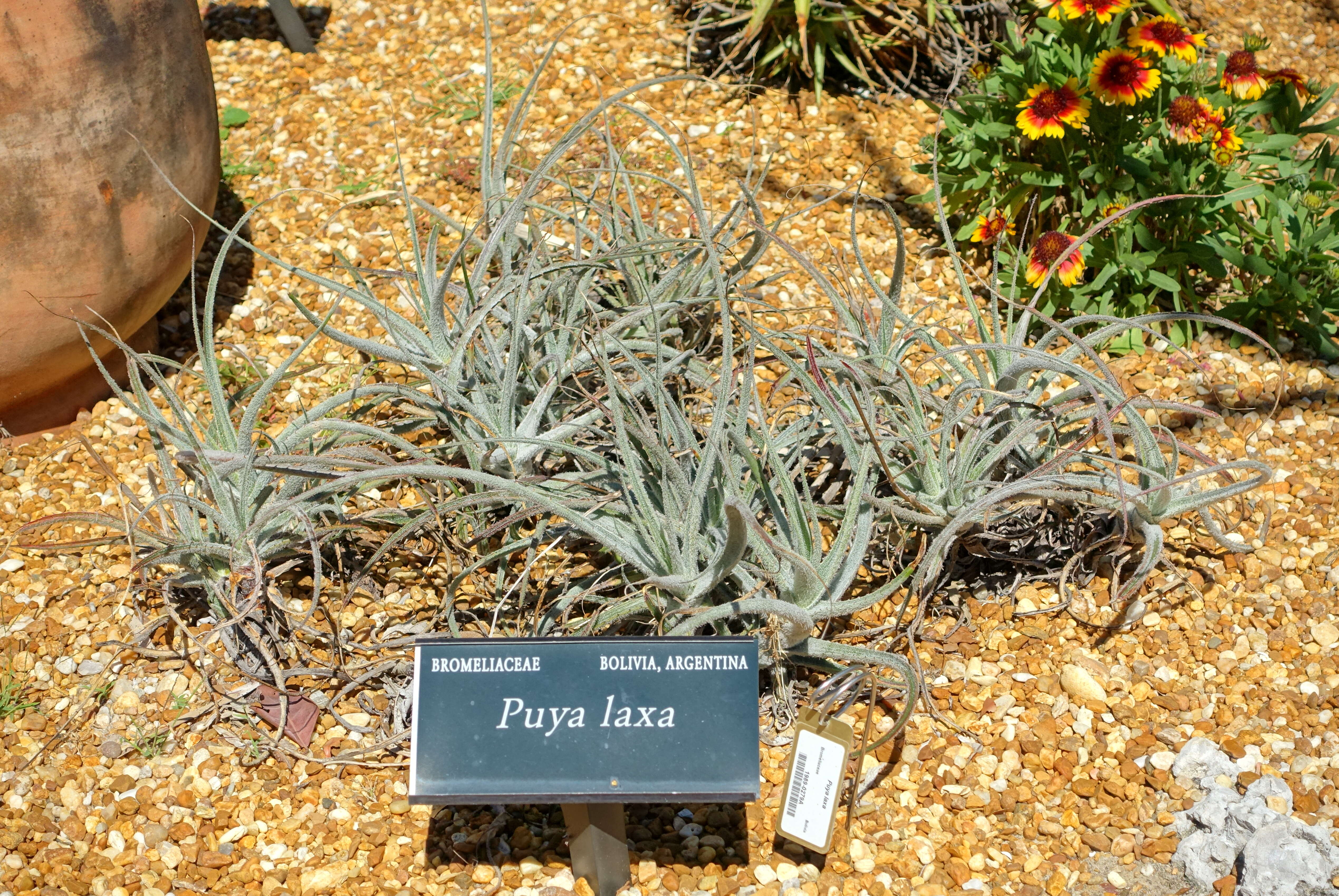 Image of Puya laxa L. B. Sm.