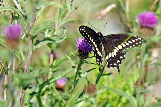 Image of Black Swallowtail