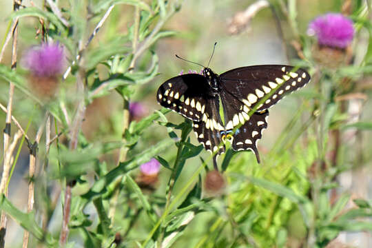 Image of Black Swallowtail