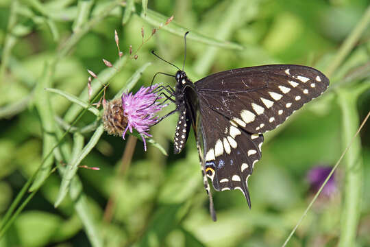 Image of Black Swallowtail