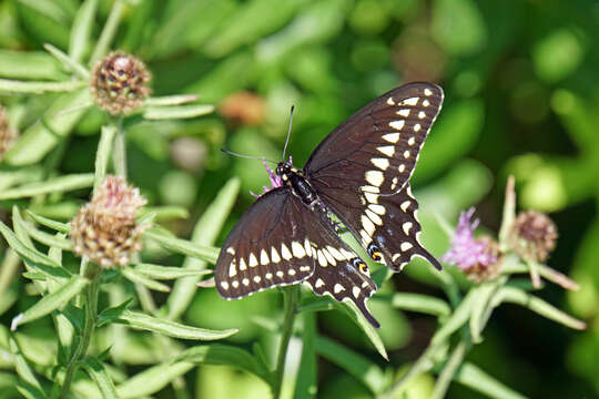 Image of Black Swallowtail