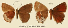 Plancia ëd Callophrys irus