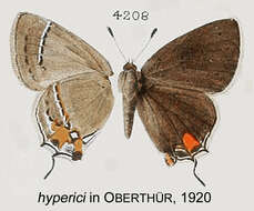 Image of Gray Hairstreak