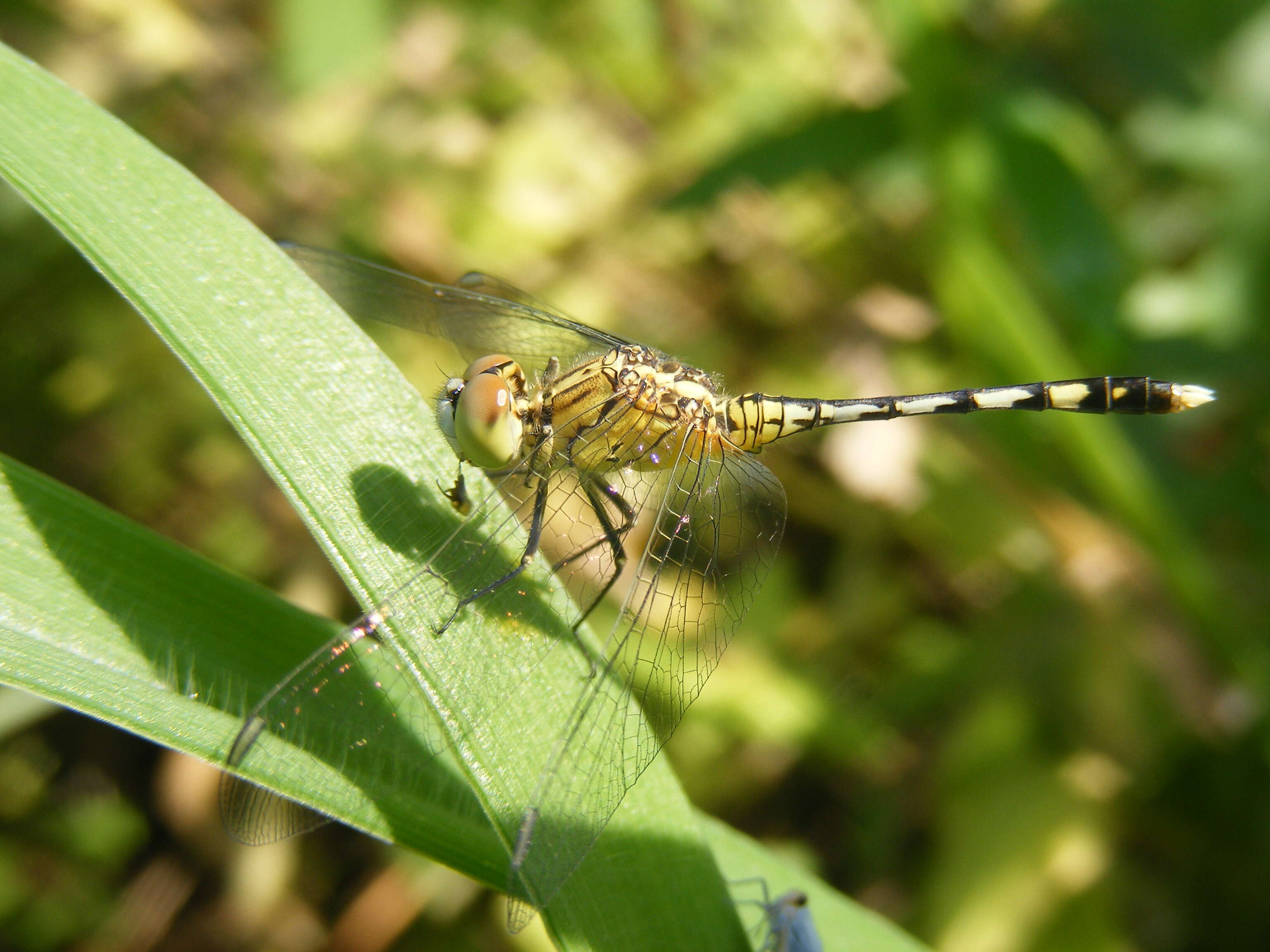 Image of Diplacodes trivialis (Rambur 1842)