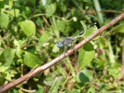 Image of Diplacodes trivialis (Rambur 1842)