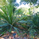 Sivun Cycas angulata R. Br. kuva