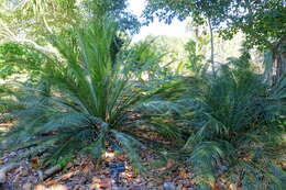 Image of Cycas angulata R. Br.