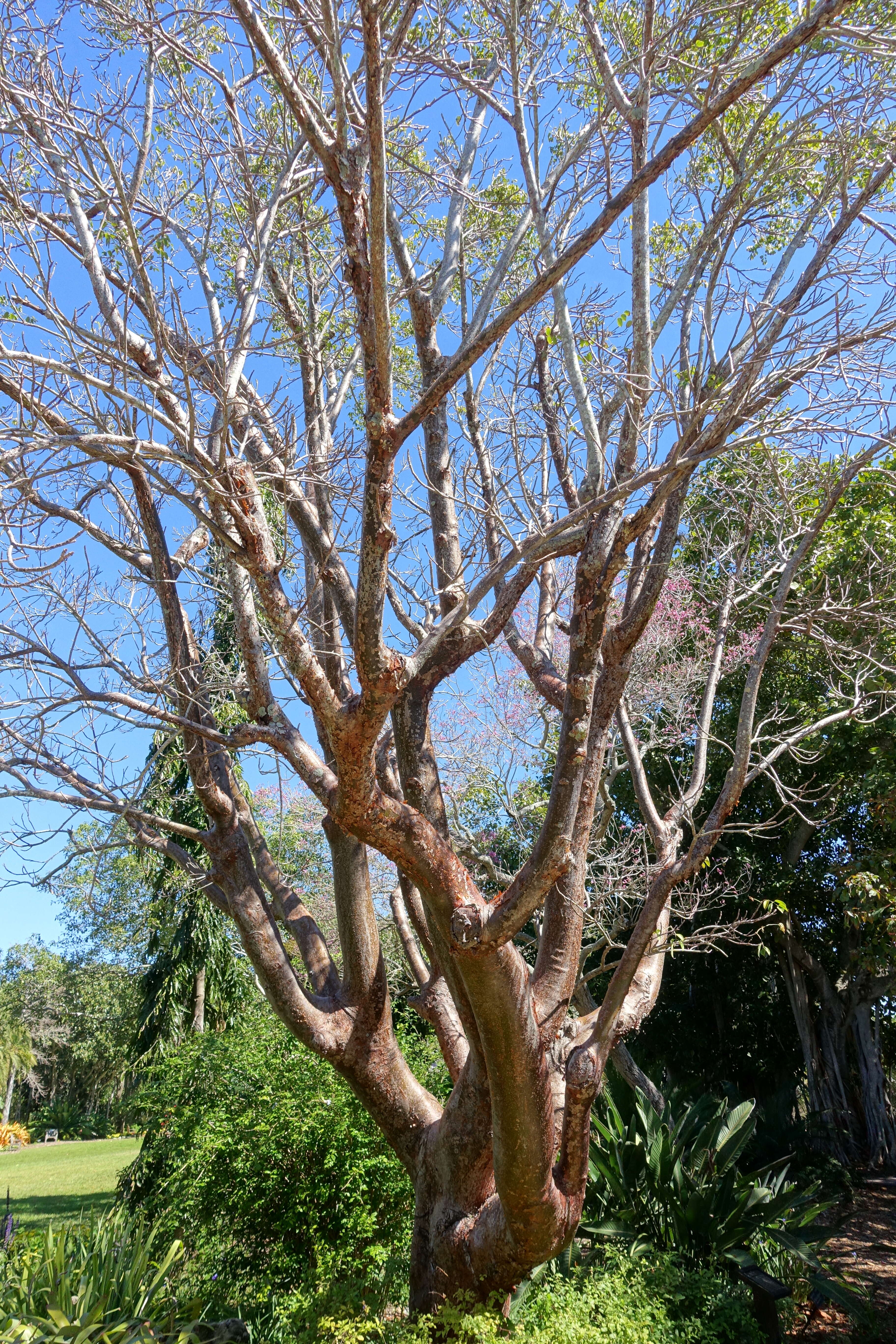 Image of gumbo limbo