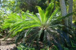 Image of Cycad