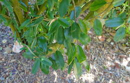 Image of Jamaican Capertree