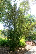 Image of Jamaican Capertree