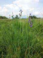 Image of German Iris