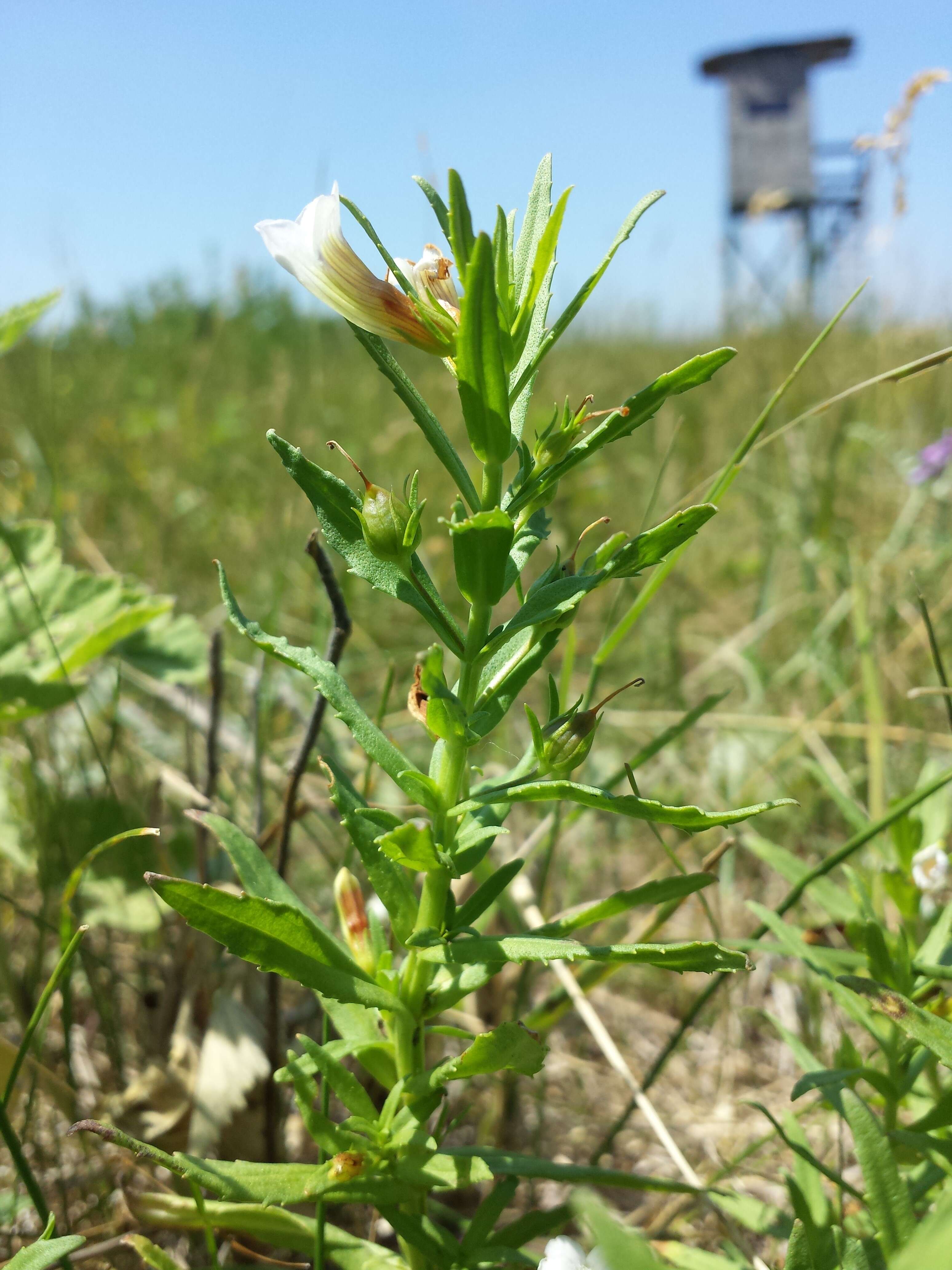 Image de Gratiole Officinale