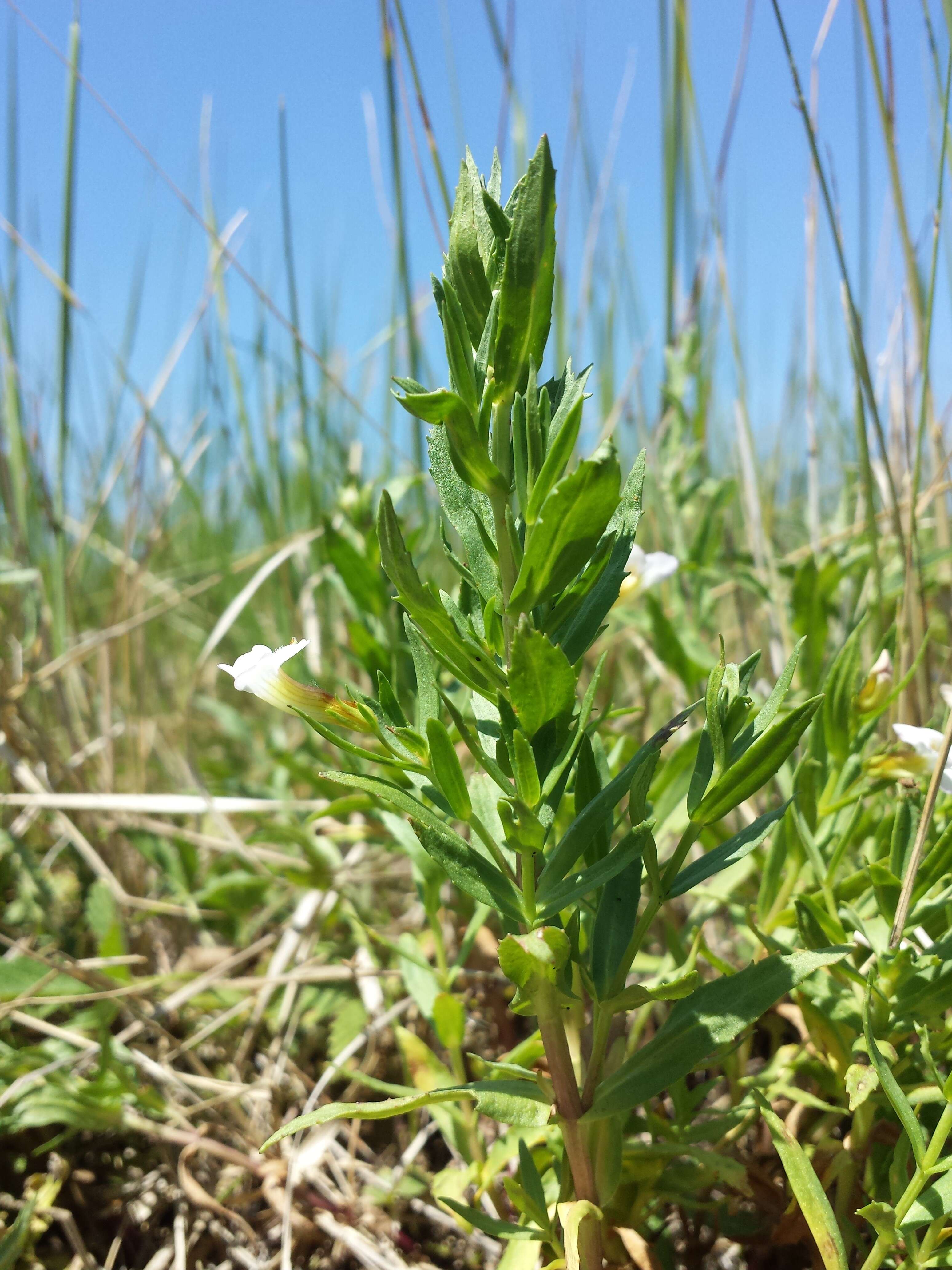 Image de Gratiole Officinale