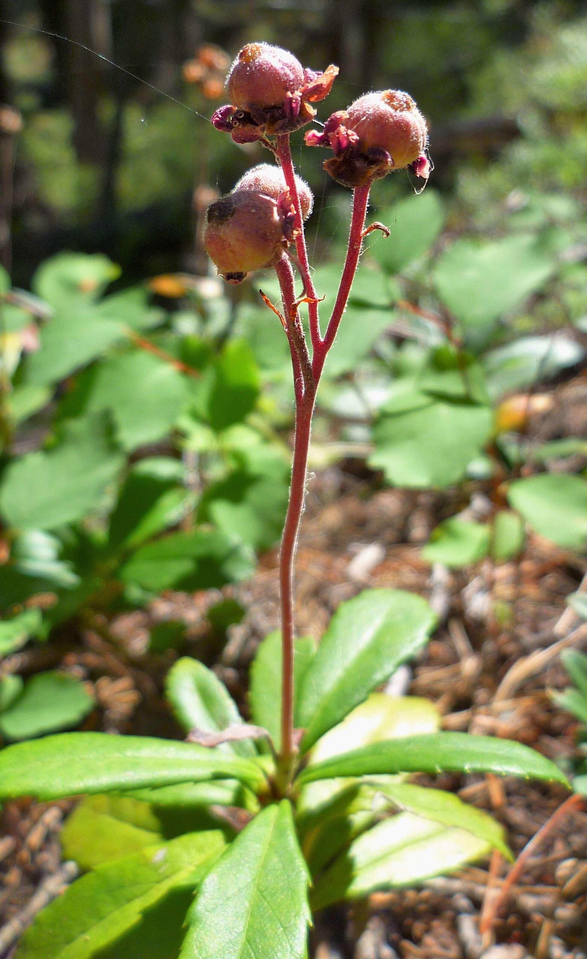 Image of pipsissewa