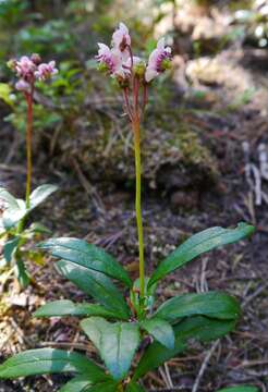 Image of pipsissewa