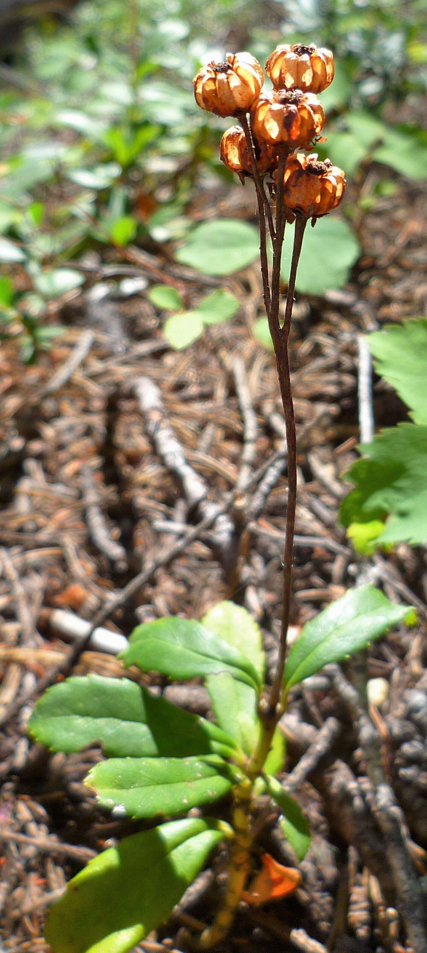 Image of pipsissewa