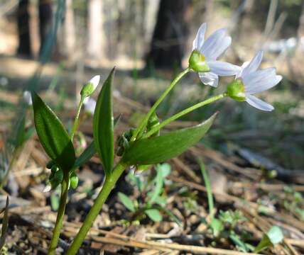 Image of lanceleaf springbeauty