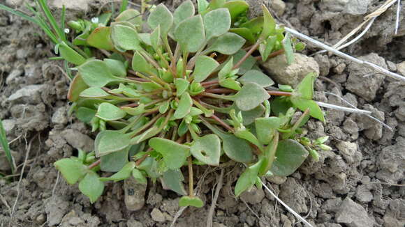 Image of Indian lettuce