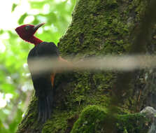 Image of Red-necked Woodpecker