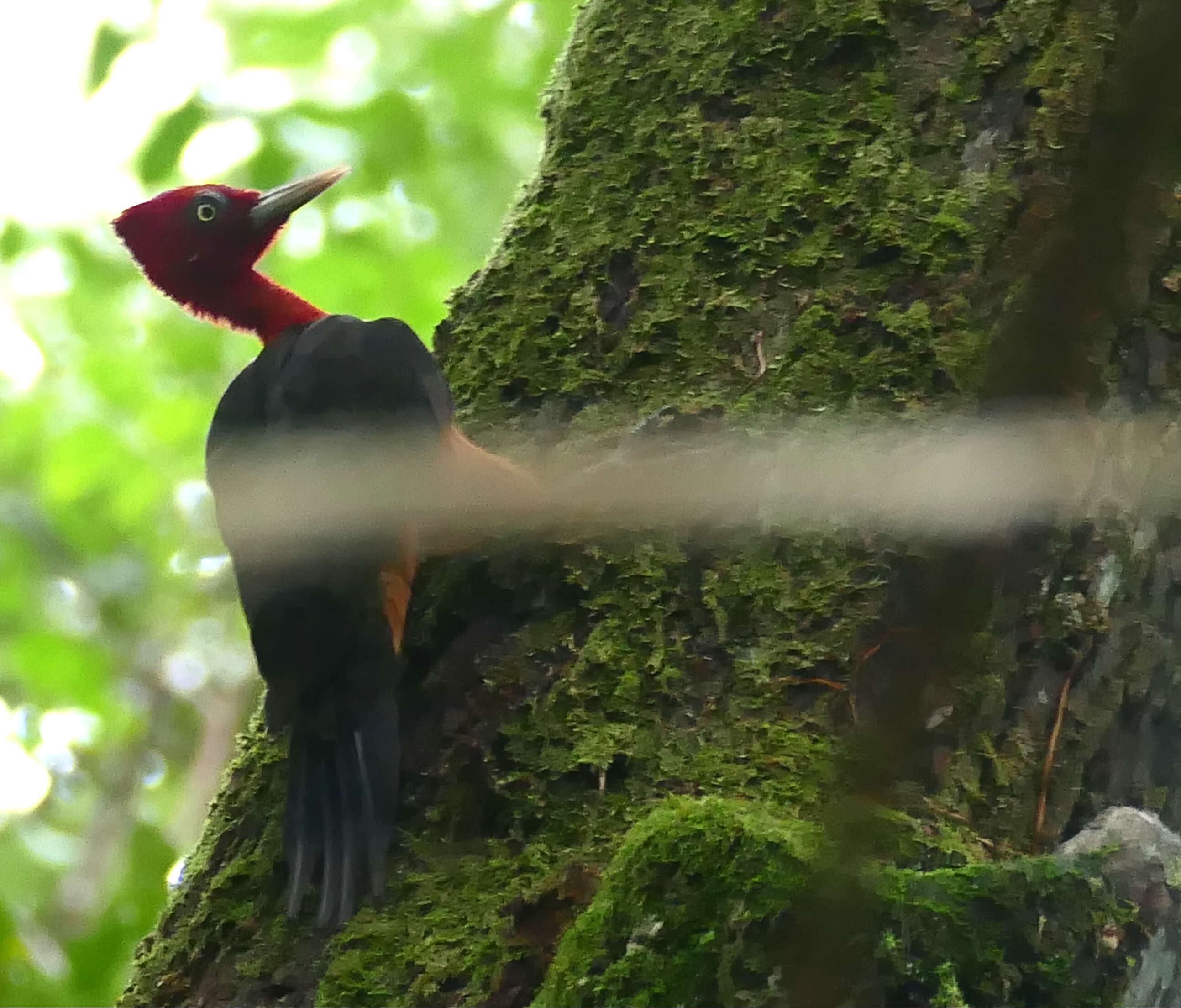 Image of Red-necked Woodpecker