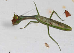 Image of Stagmatoptera flavipennis