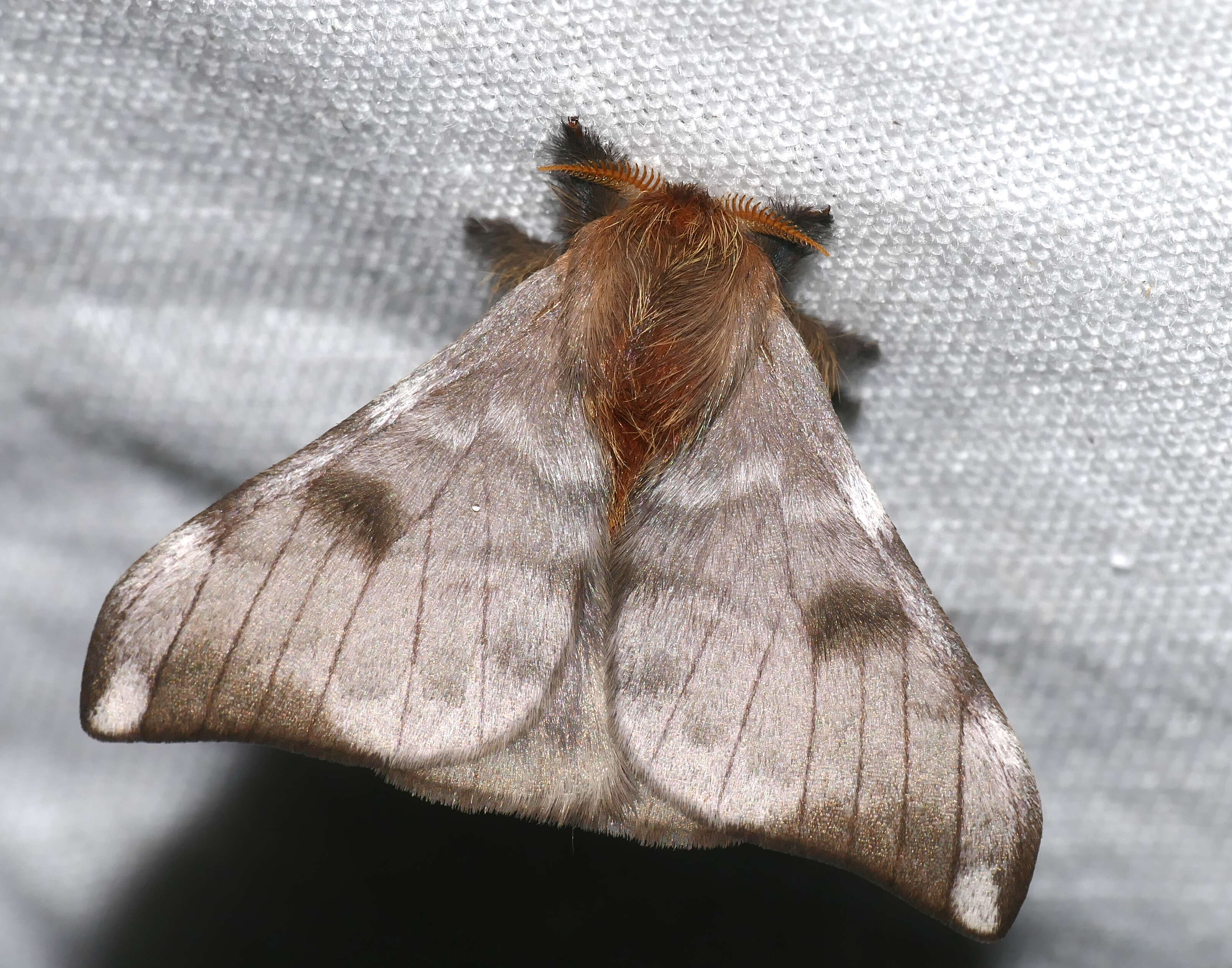 Image of Yellowtail moth