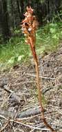 Image of Spotted coralroot