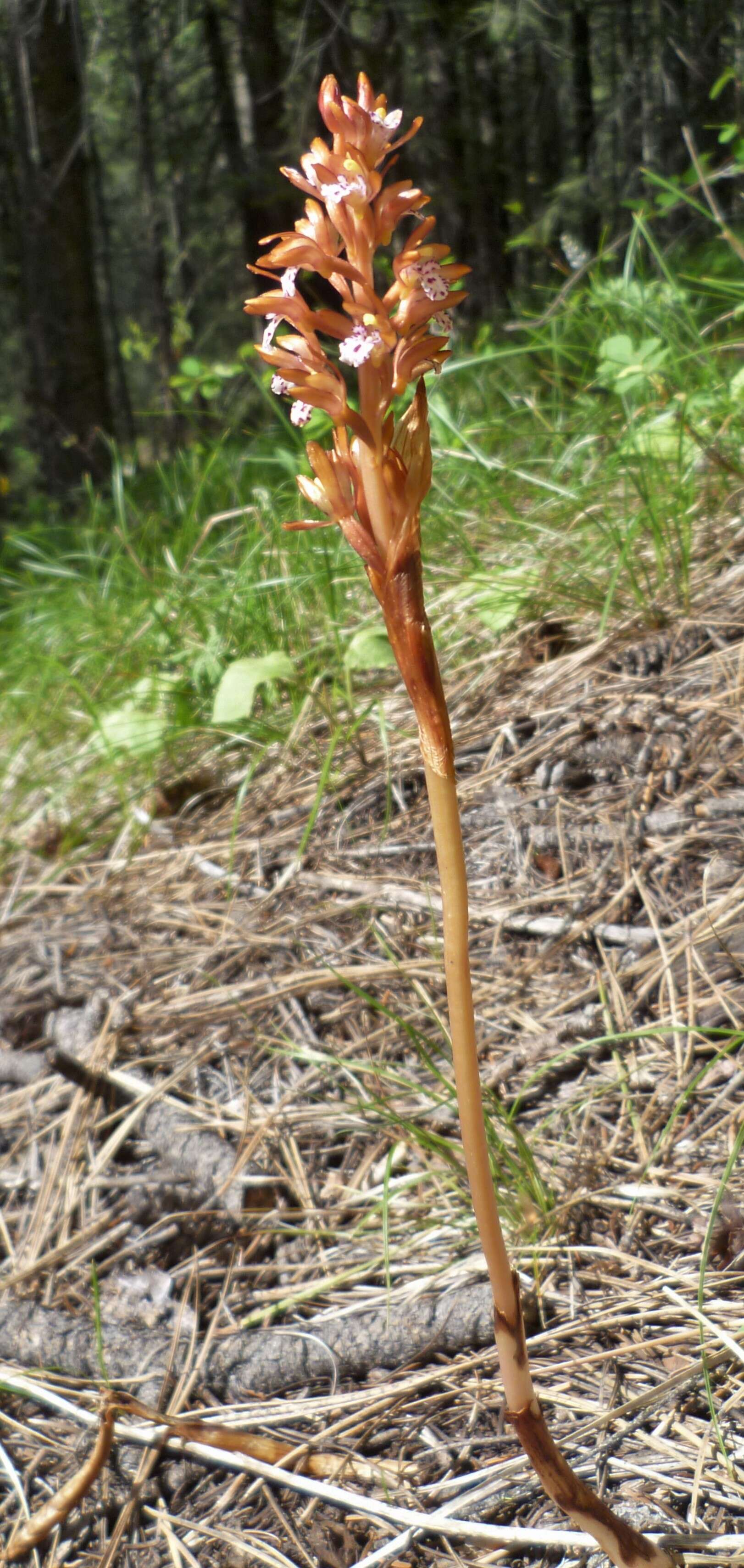 Image of Spotted coralroot