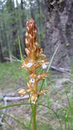 Image of Spotted coralroot