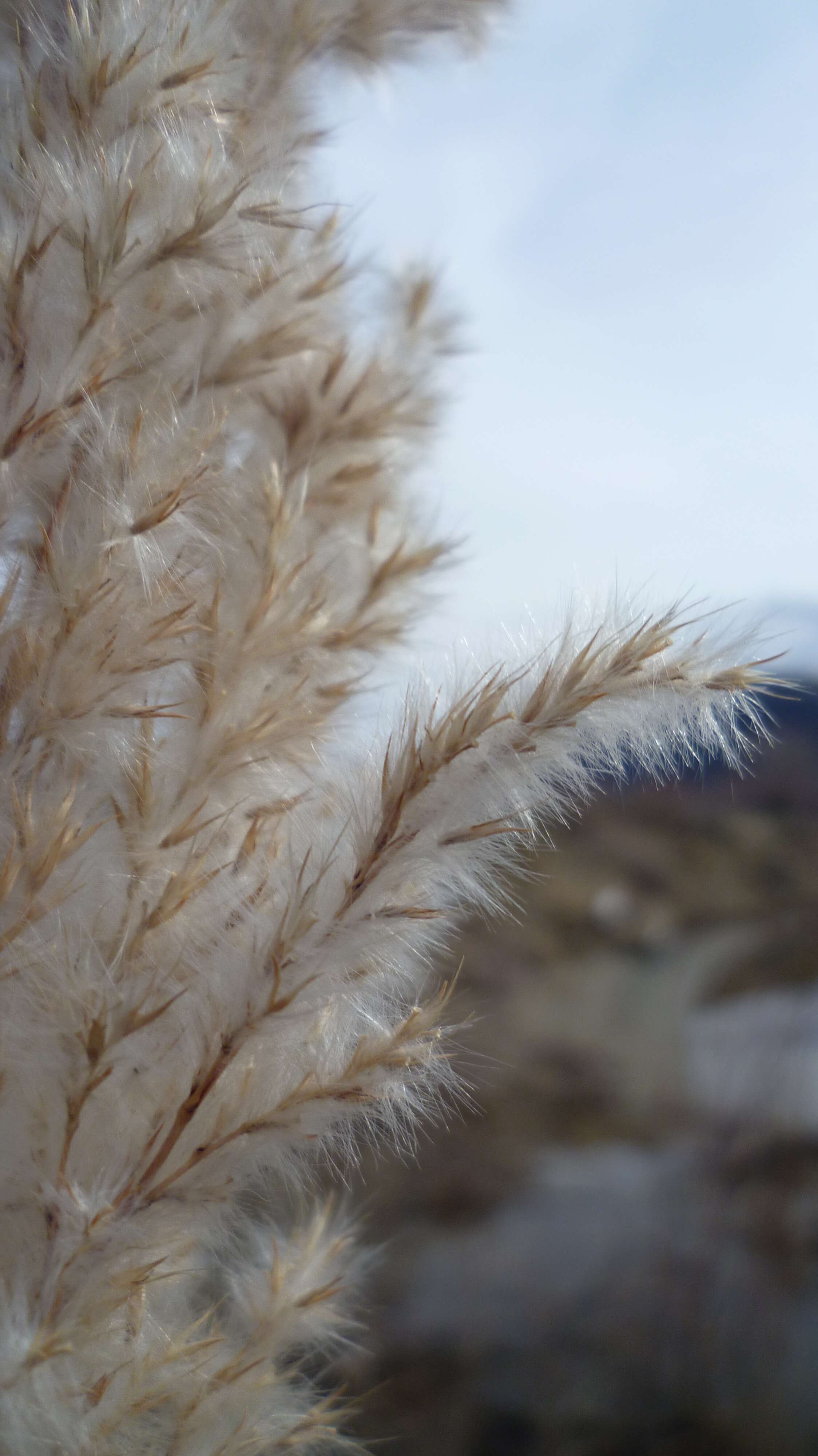 Image of purple pampas grass