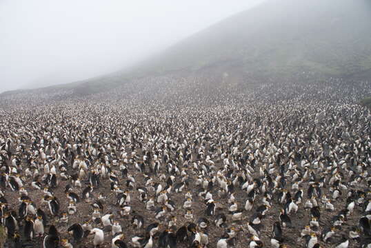 Imagem de Pinguim-real