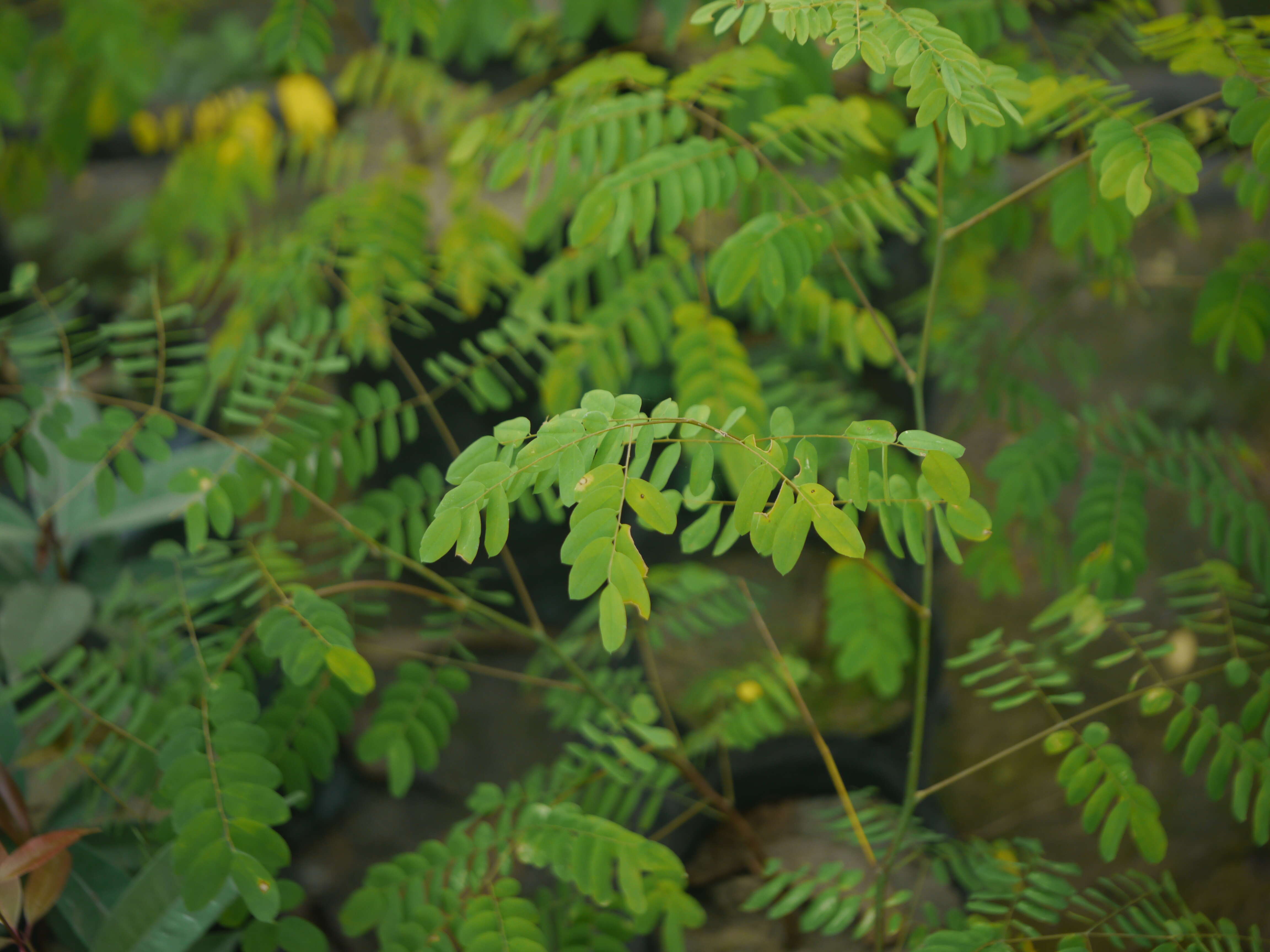 Image of beadtree