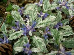 Слика од Ajuga decumbens Thunb.