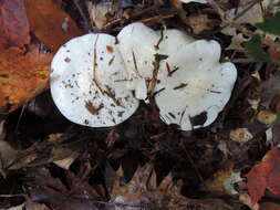 Image of Tricholoma subresplendens (Murrill) Murrill 1914