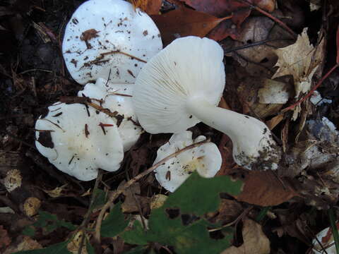 Image of Tricholoma subresplendens (Murrill) Murrill 1914