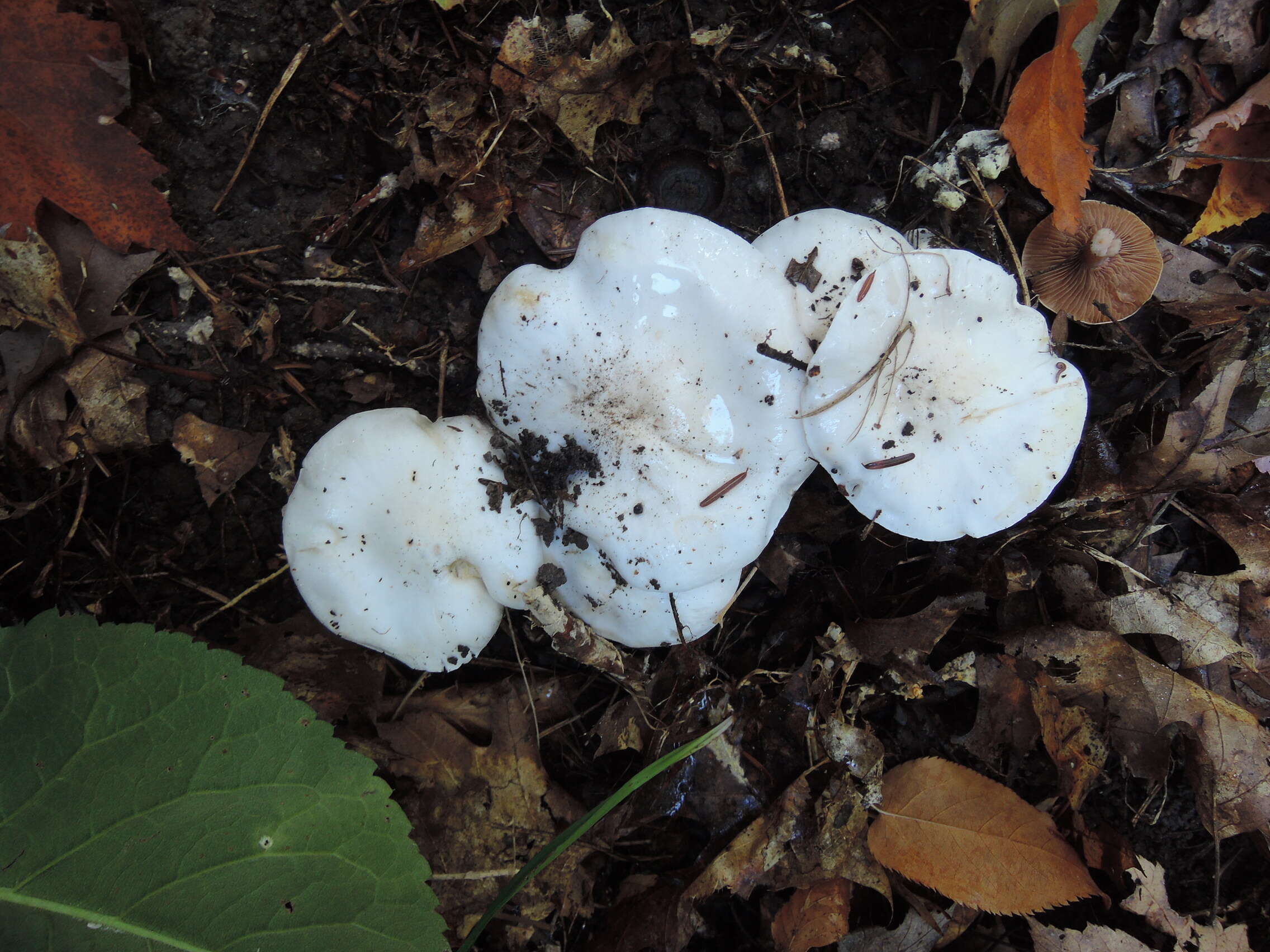 Image of Tricholoma subresplendens (Murrill) Murrill 1914